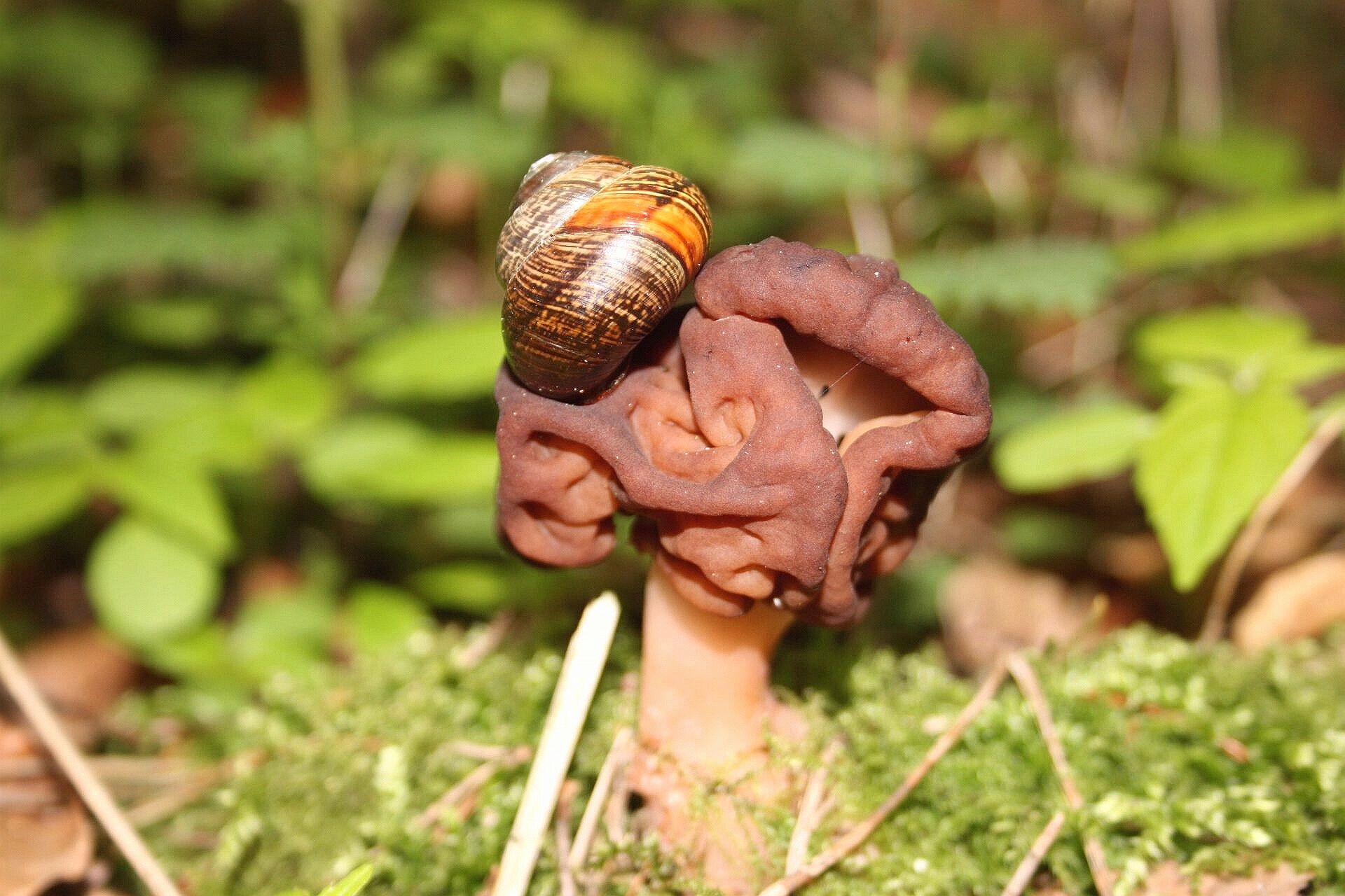 Gyromitra esculenta